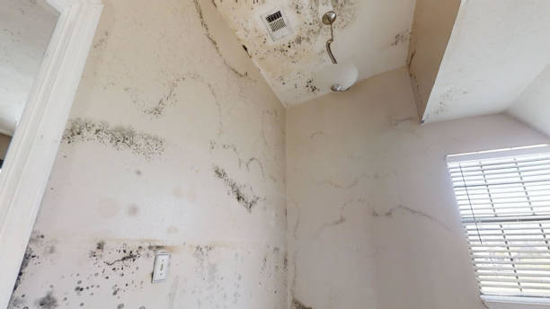 Best HVAC Mold Inspection and Cleaning  in Edmonton, KY