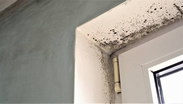 Best Mold Removal for HVAC Installations  in Edmonton, KY