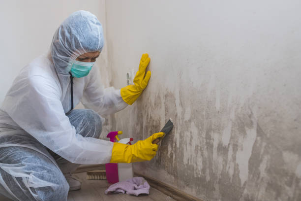 Best Industrial Mold Remediation  in Edmonton, KY