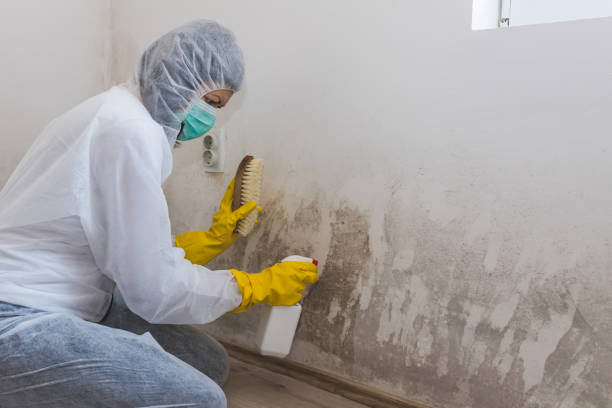 Best Black Mold Removal  in Edmonton, KY