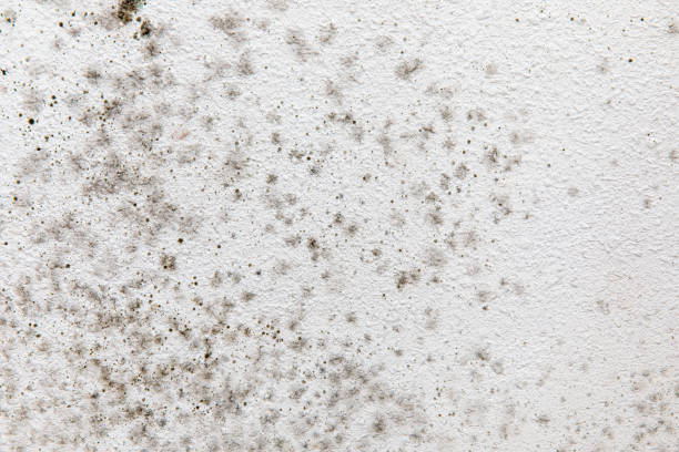 Best Basement Mold Removal  in Edmonton, KY