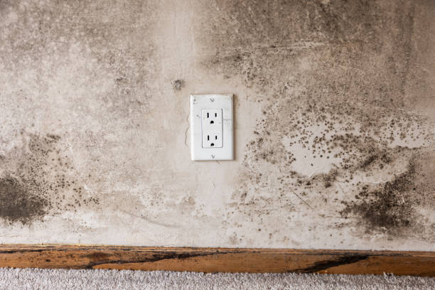 Forensic Mold Investigation in Edmonton, KY