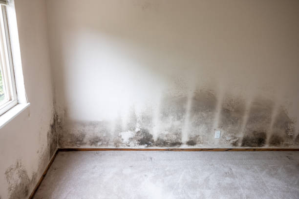 Best Air Quality Testing for Mold Spores  in Edmonton, KY