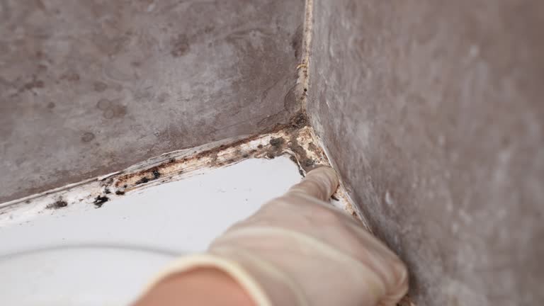 Best Commercial Mold Inspection  in Edmonton, KY